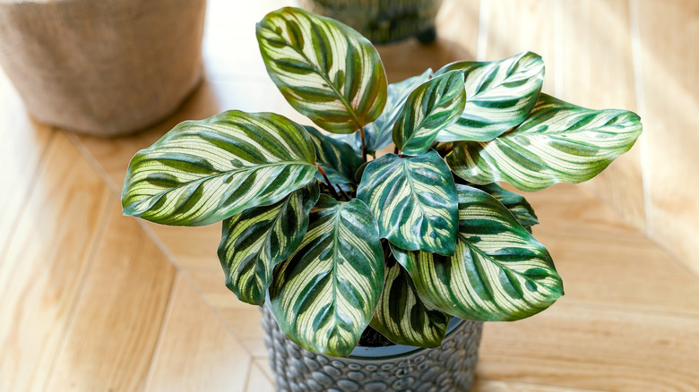 A beautiful peacock calathea growing indoors