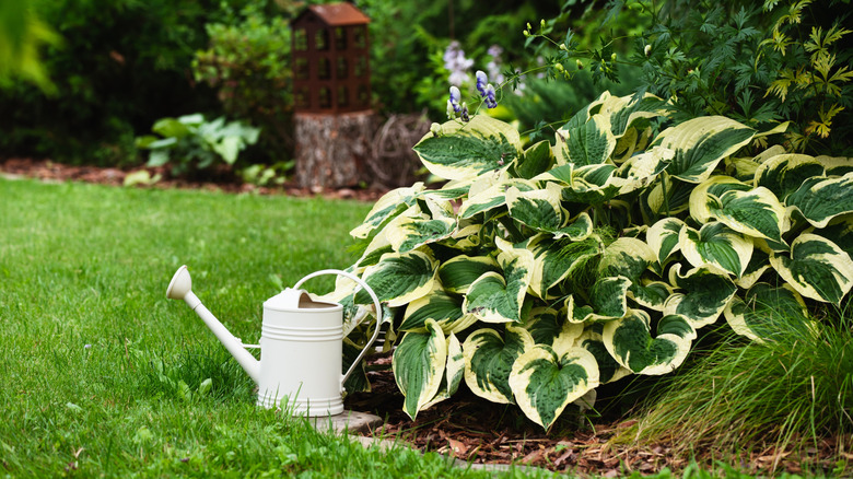 hosta plant and watering can in summer ornamental garden
