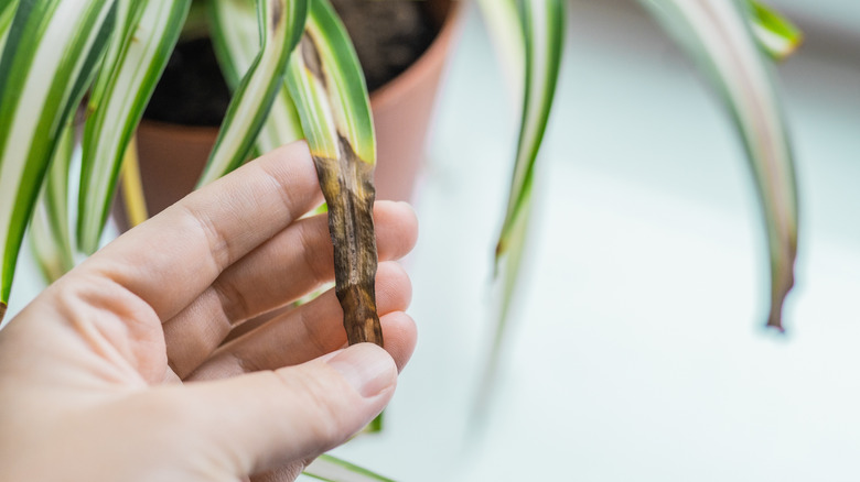 Spider plant with tips of leaves turning brown
