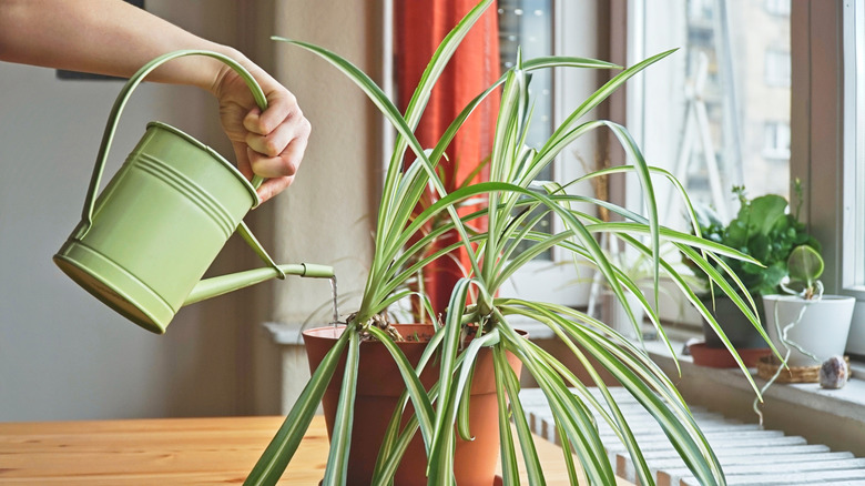Person watering a spider plant indoors