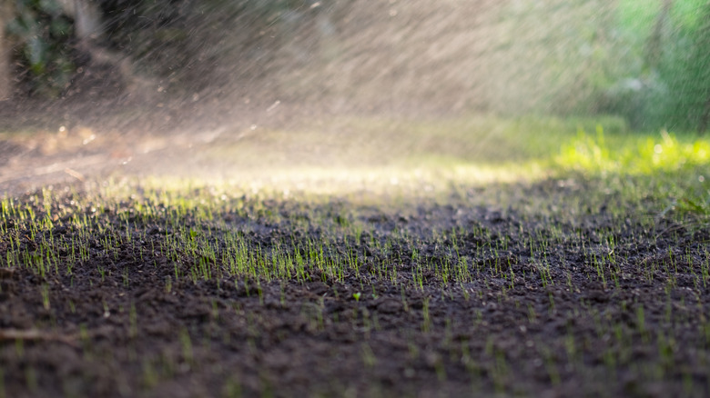 Water spraying onto newly sown lawn with grass seedling popping out of the ground.