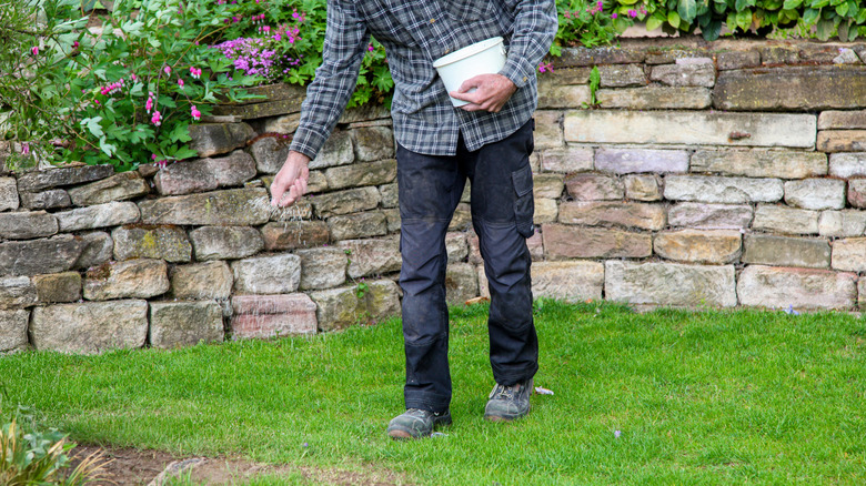 A man sprinkles grass seed on a patch of bare lawn with one hand while holding a bucket of grass seed in the other.