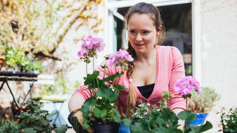Woman planting pink geraniums in garden