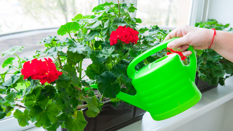 Hand holding a green watering can over red geraniums