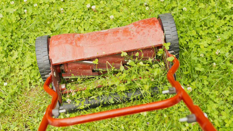 Push mower mowing a clover lawn