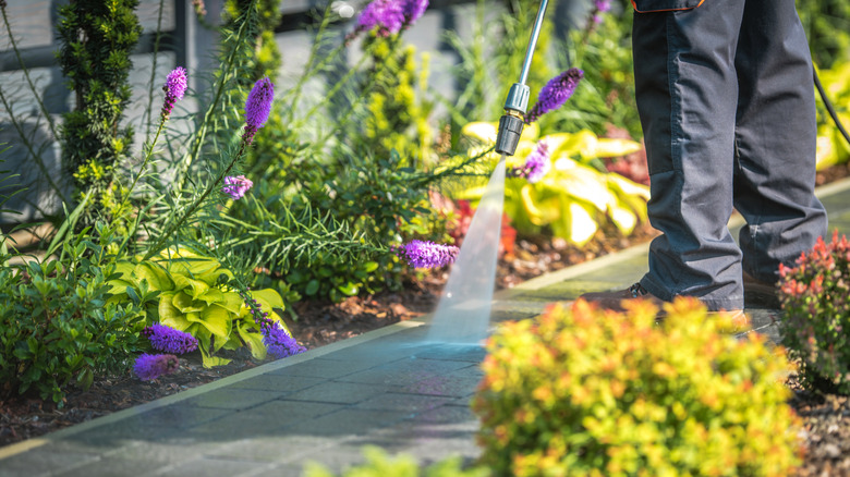 Man pressure washing a sidewalk surrounding by plants