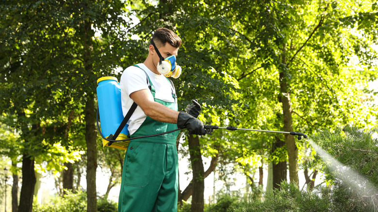Man with respirator spraying a bush in a residential yard