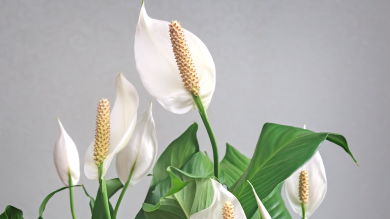White peace lily flowers with green leaves against a gray background.