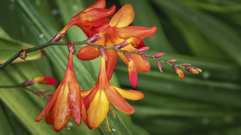 Close-up of red-orange Crocosmia flower