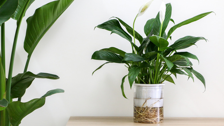 Small peace lily on a wood-topped table, next to a larger plant