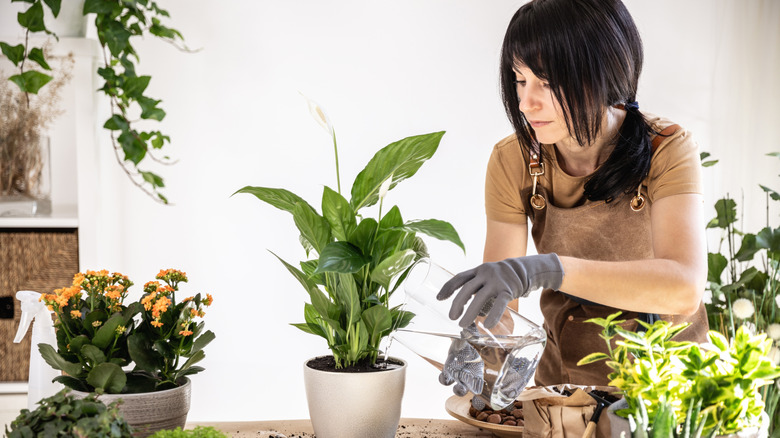 gardener watering peace lily bloom