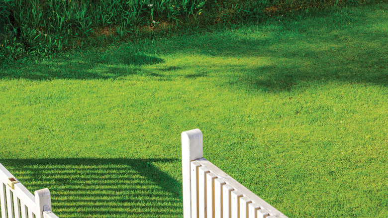 Perfect green lawn with wooden fence and weeds in background