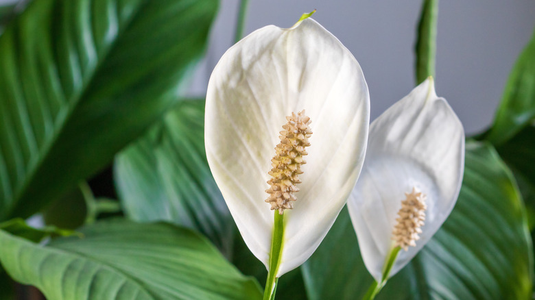 Close-up of a blooming peace lily plant