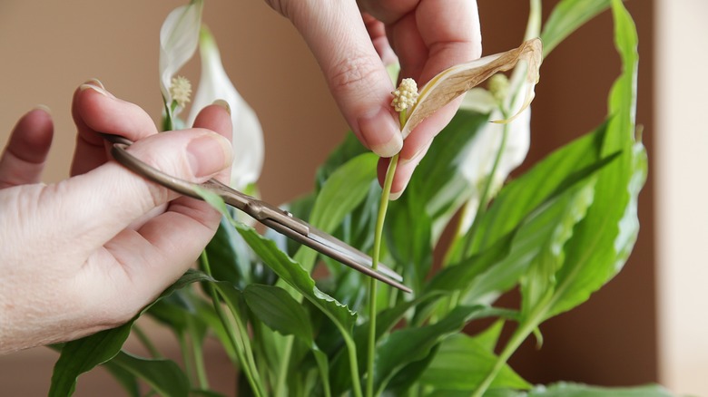 Close-up of a person pruning a peace lily plant