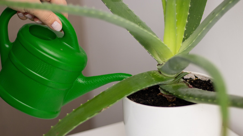 watering can is used to water aloe plant