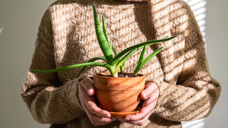 woman in sweater holding aloe