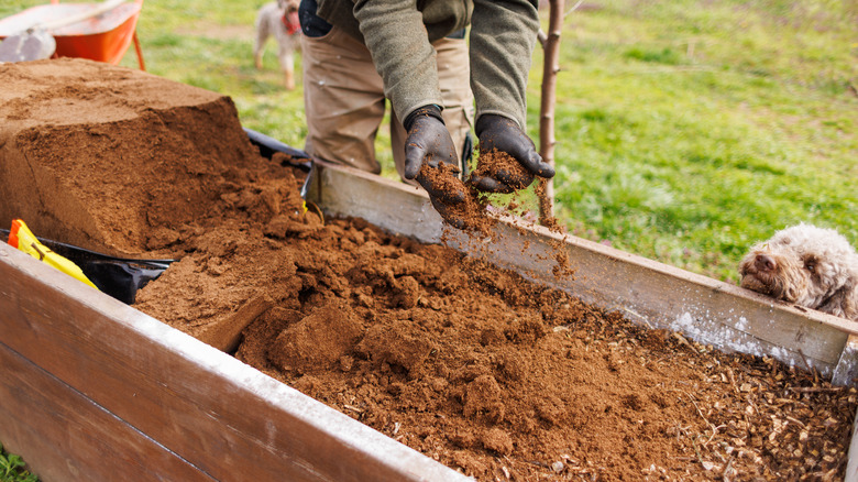 Person filling a raised garden bed with fresh soil as a dog looks on