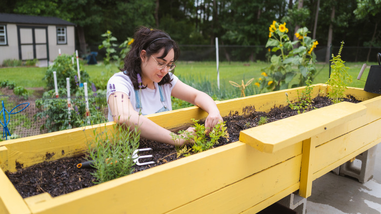 A woman tending to small plants in a raised garden bed