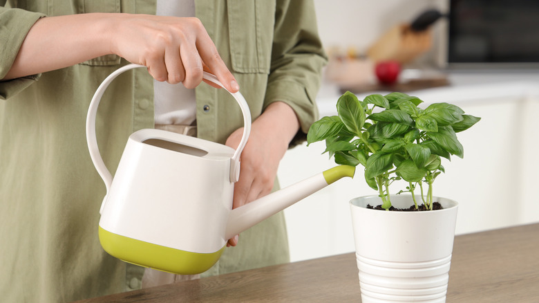 Watering an indoor basil plant.