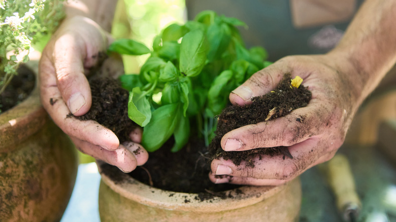 Hands potting a basil plant.