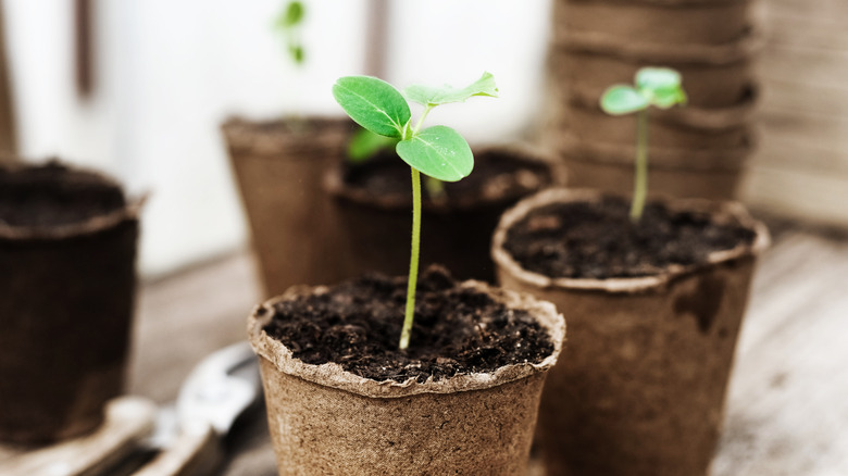 seedlings in a biodegradable planter