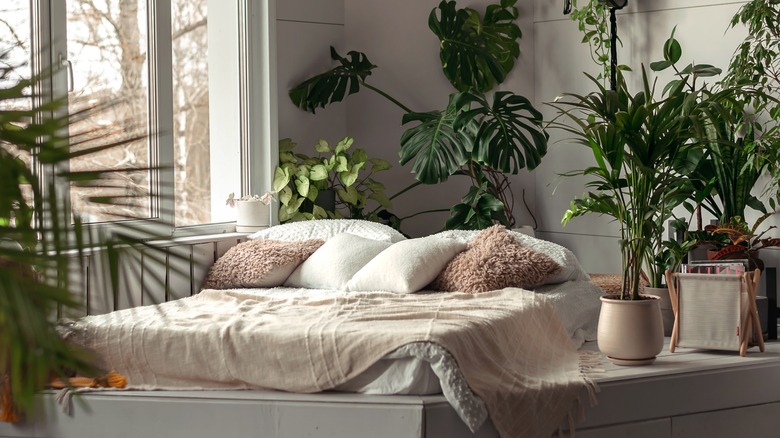 Bedroom with posted houseplants