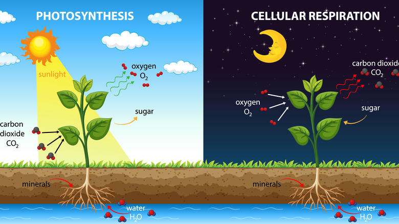 Photosynthesis chart