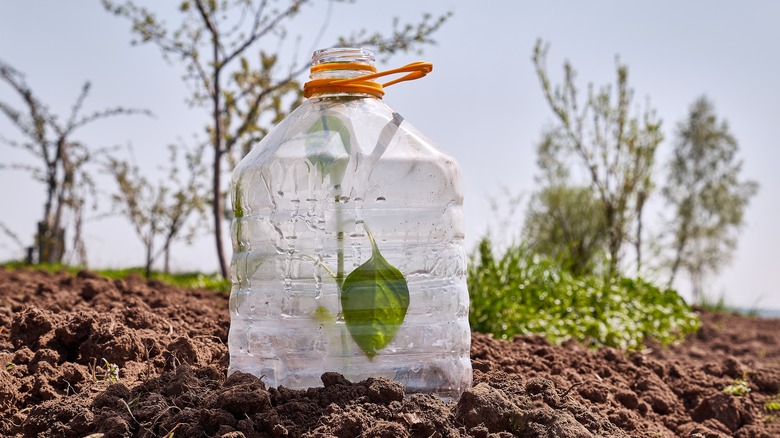 bottle with plant inside