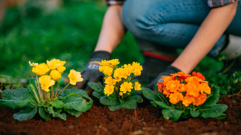 person planting flowers outside