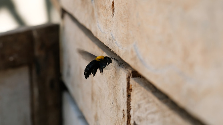 Close up of a carpenter bee flying up to wood structure