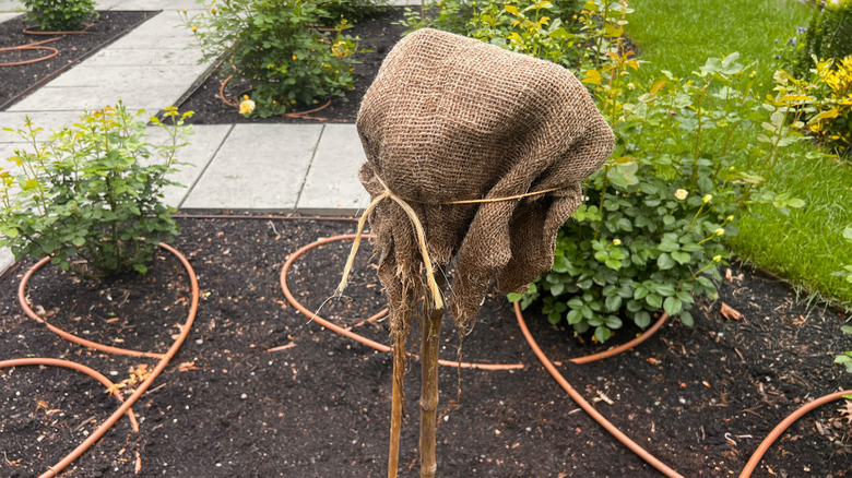 plant covered in burlap ahead of winter