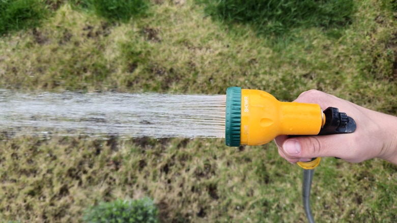 Watering a yellow lawn