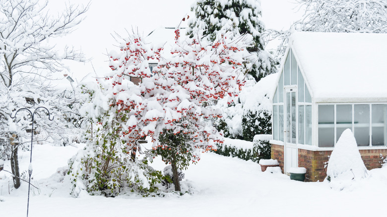Snow covered garden with trees and conservatory/greenhouse