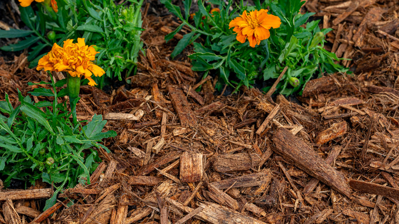 Orange flowers planted in dyed mulch