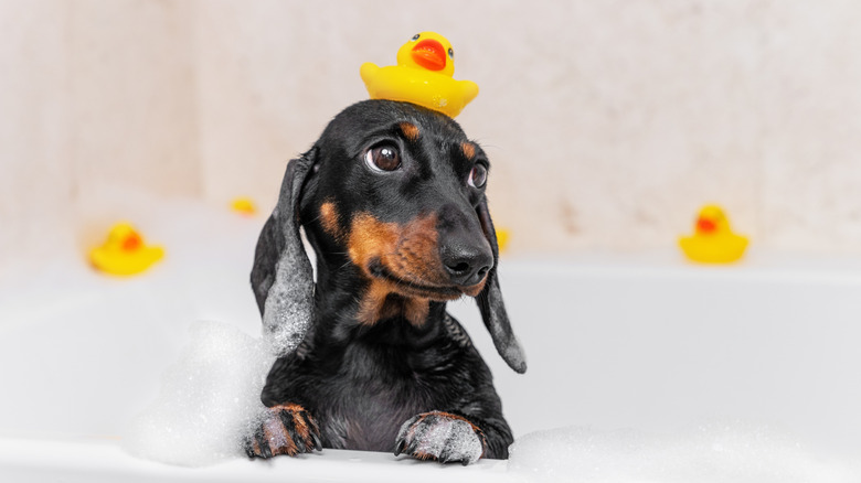 daschund puppy in a bubble bath with a yellow duck on its head