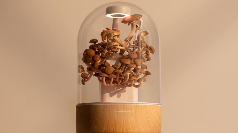 Mushrooms growing inside a Terrashroom.