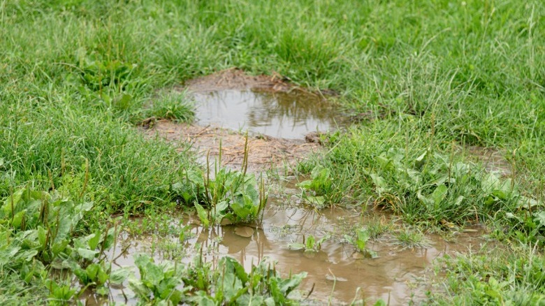 A closeup of a muddy and flooded yard with lots of weeds