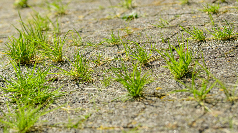 Cracks in a roadway are overgrown with weeds.