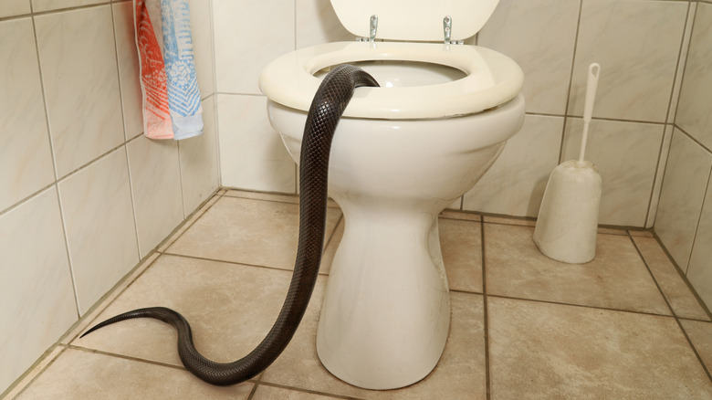 A long black snake slithers into a toilet bowl