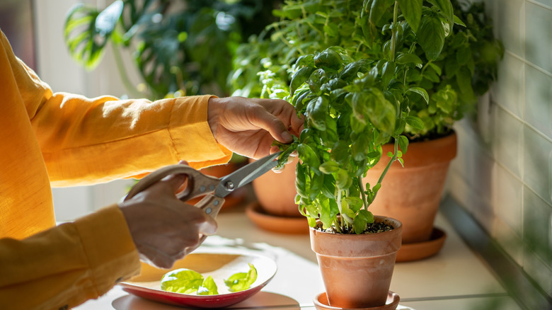 A person cutting some leaves from her herb garden