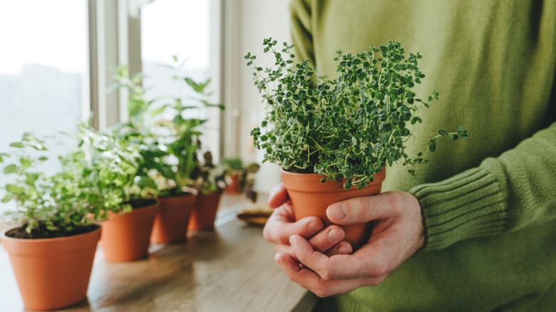 A person holding one of the herb pots from his herb garden in their kitchen window