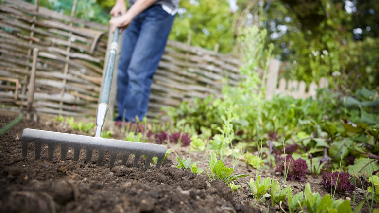 Gardener tills garden soil