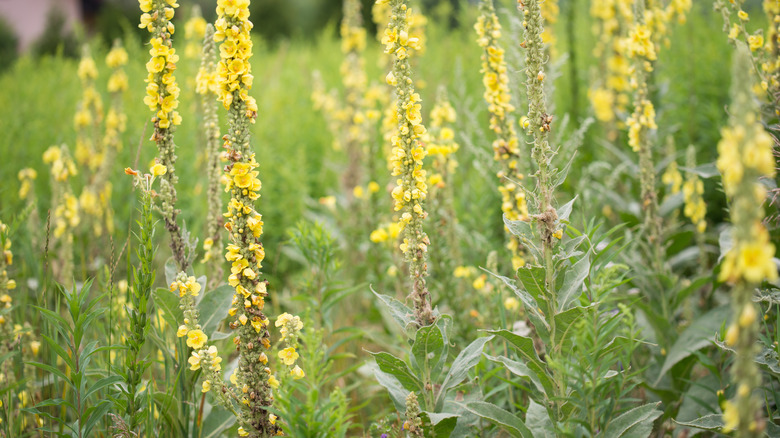 common mullein flowering