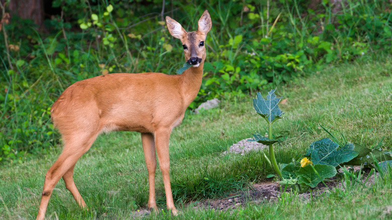 Deer eating a leaf in garden