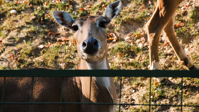 Deer peeking over a metal fence