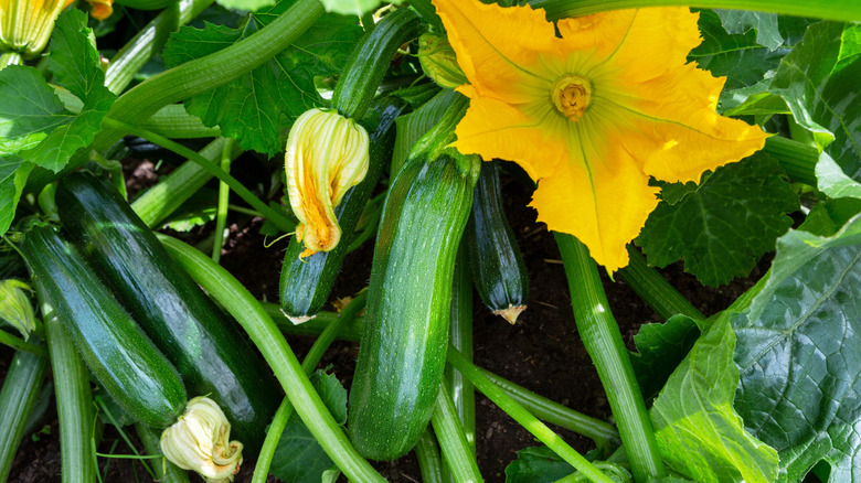 A big, yellow zucchini flower opens above several zucchinis attached to the plant.