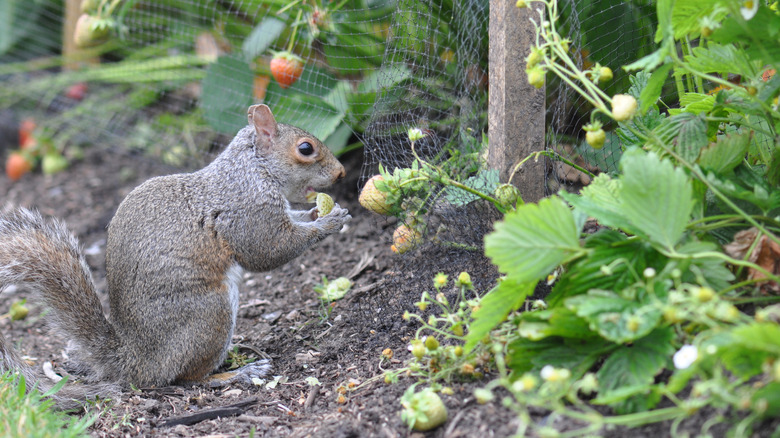 squirrel eating strawberries