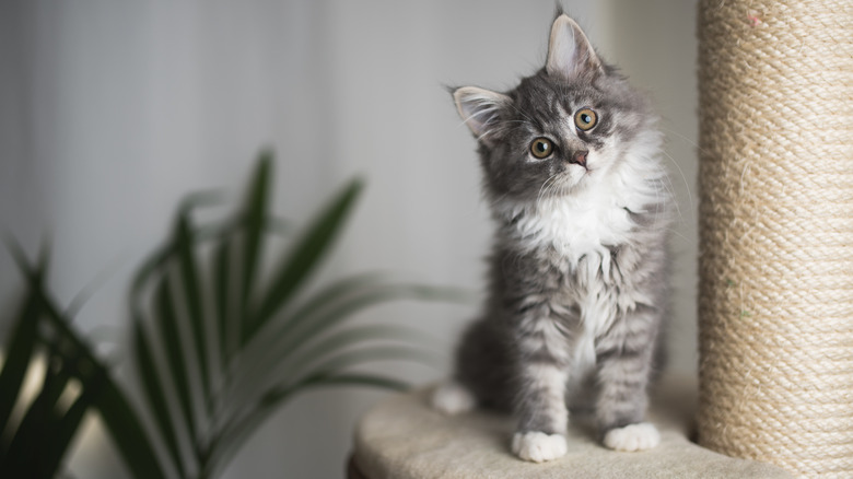 Kitten exploring on cat tree