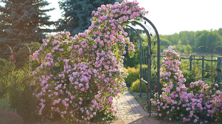 Pink climbing roses on trellis over walkway in garden