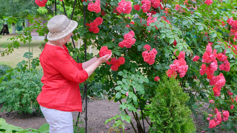 Woman holding bright pink climbing roses in garden
